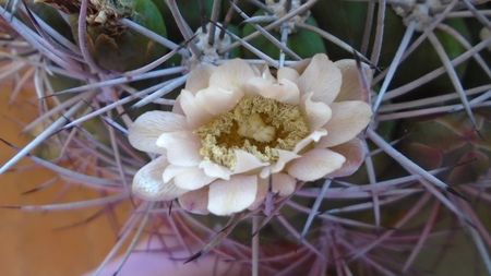 Gymnocalycium saglionis