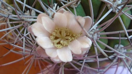 Gymnocalycium saglionis