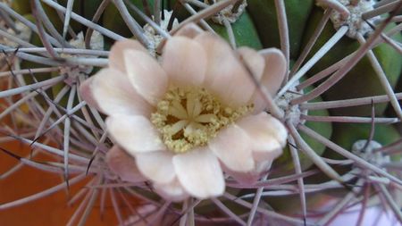 Gymnocalycium saglionis