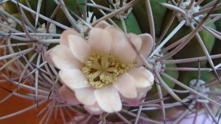 Gymnocalycium saglionis