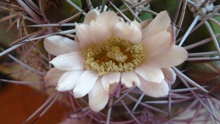 Gymnocalycium saglionis