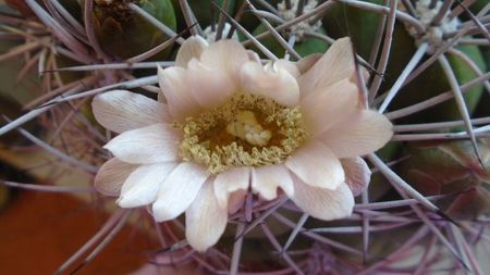 Gymnocalycium saglionis