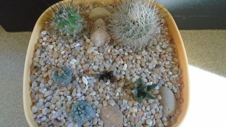 Grup de 6 cactusi; Gymnocactus beguinii 
Turbini. viereckii                                                 
Turbini. klinkerianus
Turbini. polaskii
Ario. scapharostrus               
Ario. fissuratus ssp. hintonii
