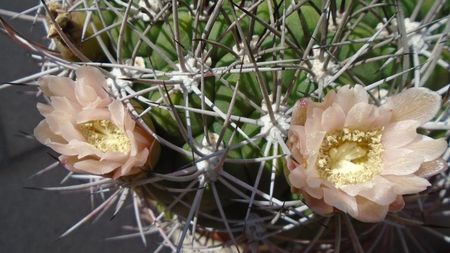 Gymnocalycium saglionis