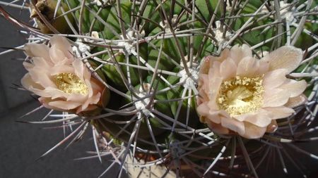 Gymnocalycium saglionis