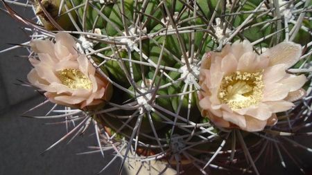 Gymnocalycium saglionis