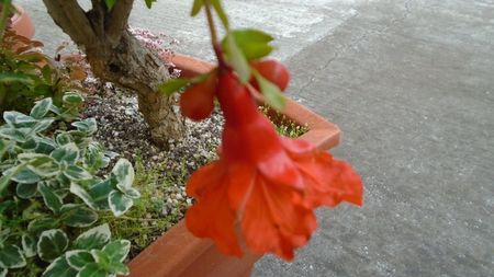 Rodiu (Punica granatum), flori