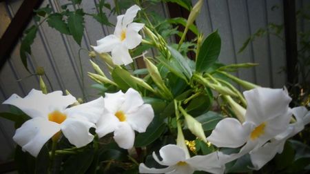 Mandevilla