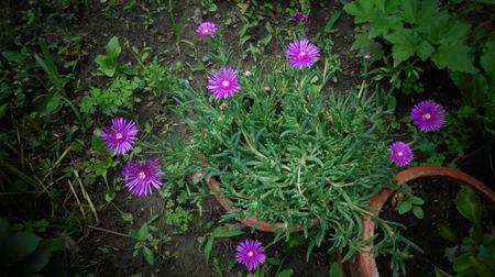 Lampranthus,floarea de pranz