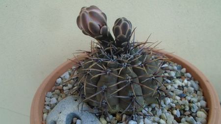 Gymnocalycium ochoterenae v. cinereum