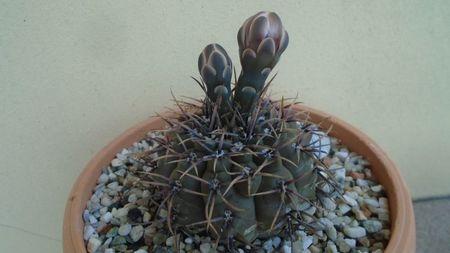 Gymnocalycium ochoterenae v. cinereum