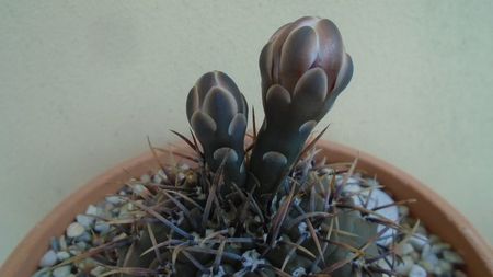 Gymnocalycium ochoterenae v. cinereum