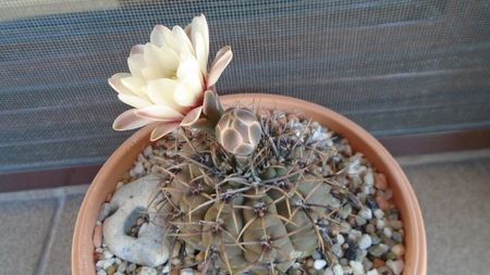 Gymnocalycium ochoterenae v. cinereum