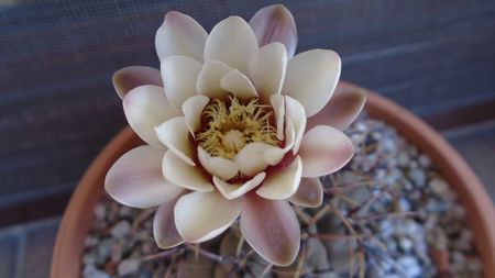 Gymnocalycium ochoterenae v. cinereum