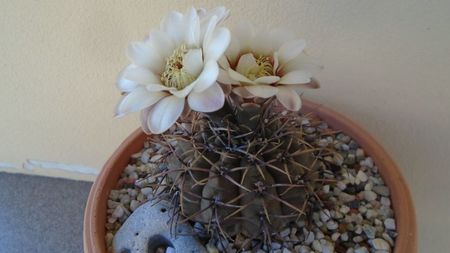 Gymnocalycium ochoterenae v. cinereum