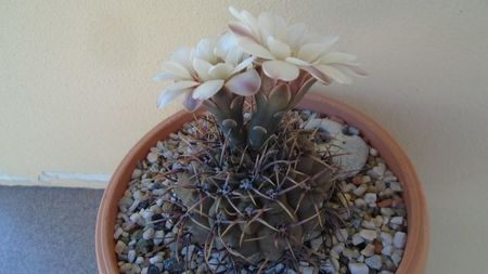 Gymnocalycium ochoterenae v. cinereum