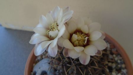 Gymnocalycium ochoterenae v. cinereum