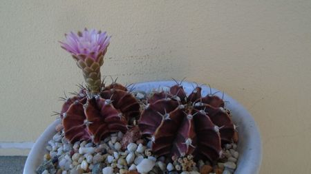 Gymnocalycium friedrichii, 2 ex.