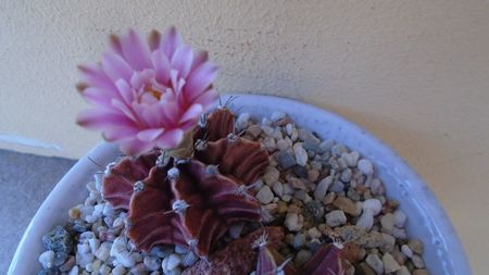 Gymnocalycium friedrichii, 2 ex.