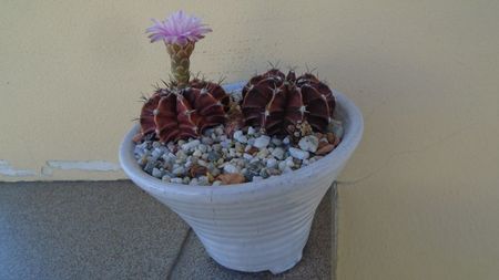 Gymnocalycium friedrichii, 2 ex.