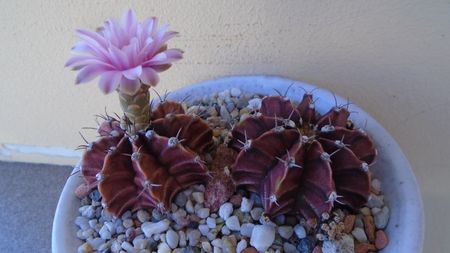 Gymnocalycium friedrichii, 2 ex.