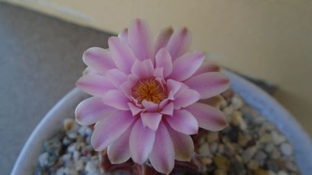 Gymnocalycium friedrichii, 2 ex.