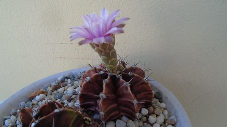 Gymnocalycium friedrichii, 2 ex.