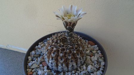 Gymnocalycium obductum