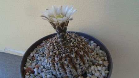 Gymnocalycium obductum