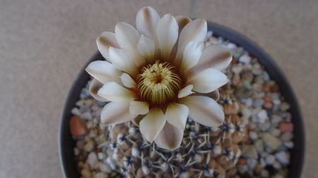 Gymnocalycium obductum