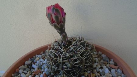 Gymnocalycium baldianum