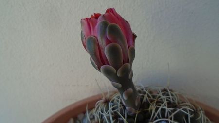 Gymnocalycium baldianum