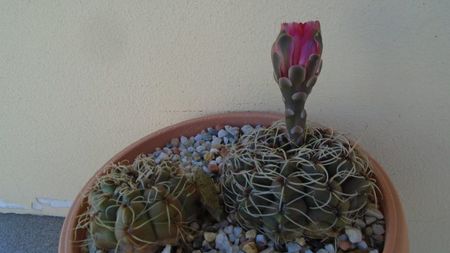 Gymnocalycium baldianum