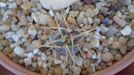 Gymnocalycium spegazzinii ssp. armatum; replantate in 28 iun. 2020
