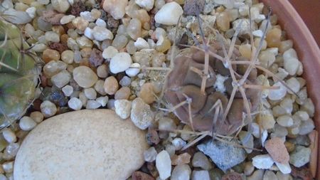 Gymnocalycium spegazzinii ssp. sarkae, KP54, San Felipe, Argentina; replantate in 28 iun. 2020
