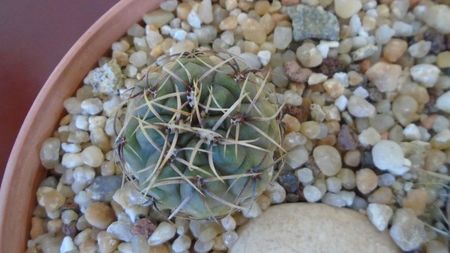 Gymnocacalycium gibbosum; replantate in 28 iun. 2020
