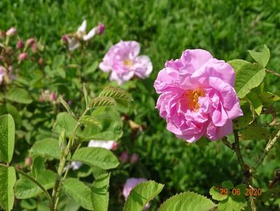 Autumn Damask