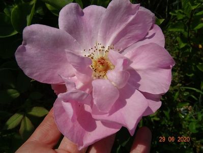 The Lady's Blush