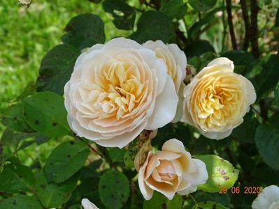 Jayne Austen