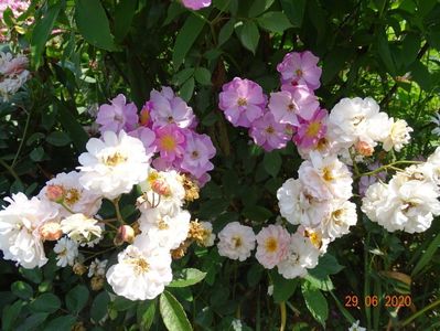 Cornelia, Lavender Dream
