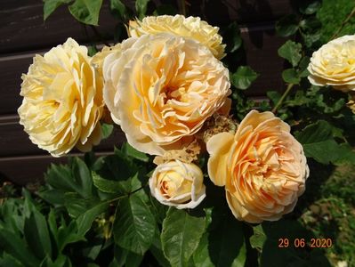 Crown Princess Margaret