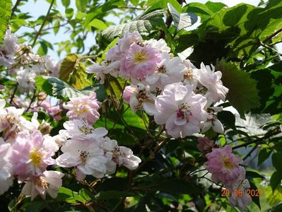 Paul's Himalayan Musk