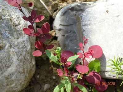 pui berberis