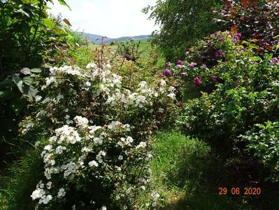 Darlow's Enigma