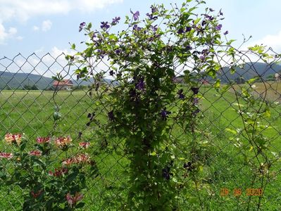 clematis Etoile Violette, lonicera belgica