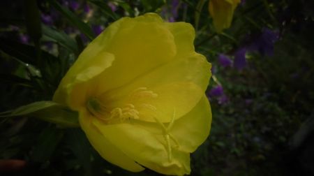 Oenothera