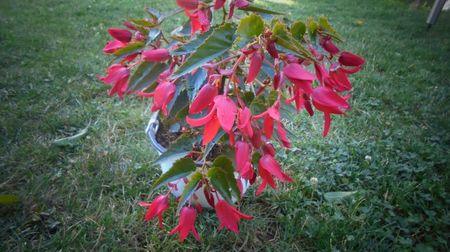 Begonia boliviensis