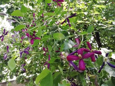 Clematis viticella Sweet Summer Love