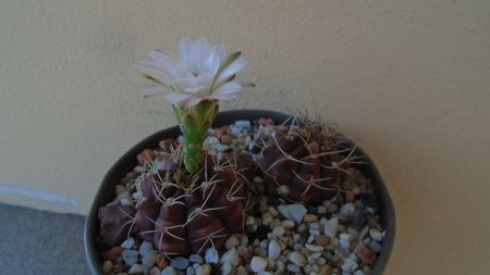 Gymnocalycium asterium v. minimum, 2 ex.