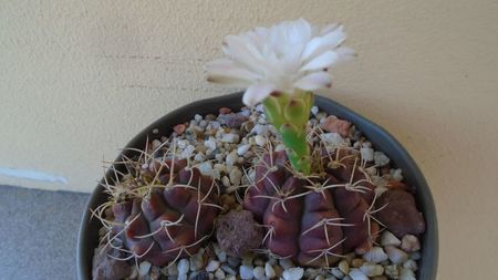 Gymnocalycium asterium v. minimum, 2 ex.